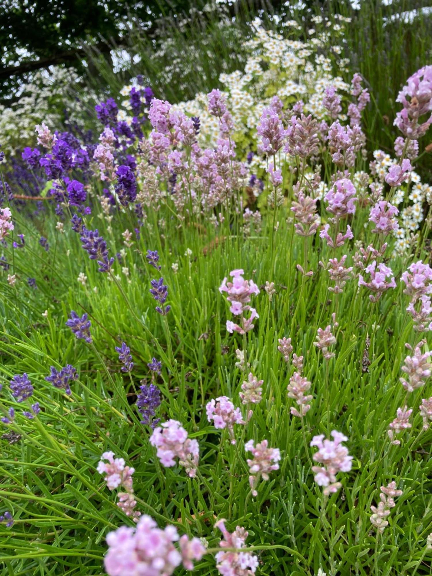 Lavender Cottage Gloucester Exterior foto